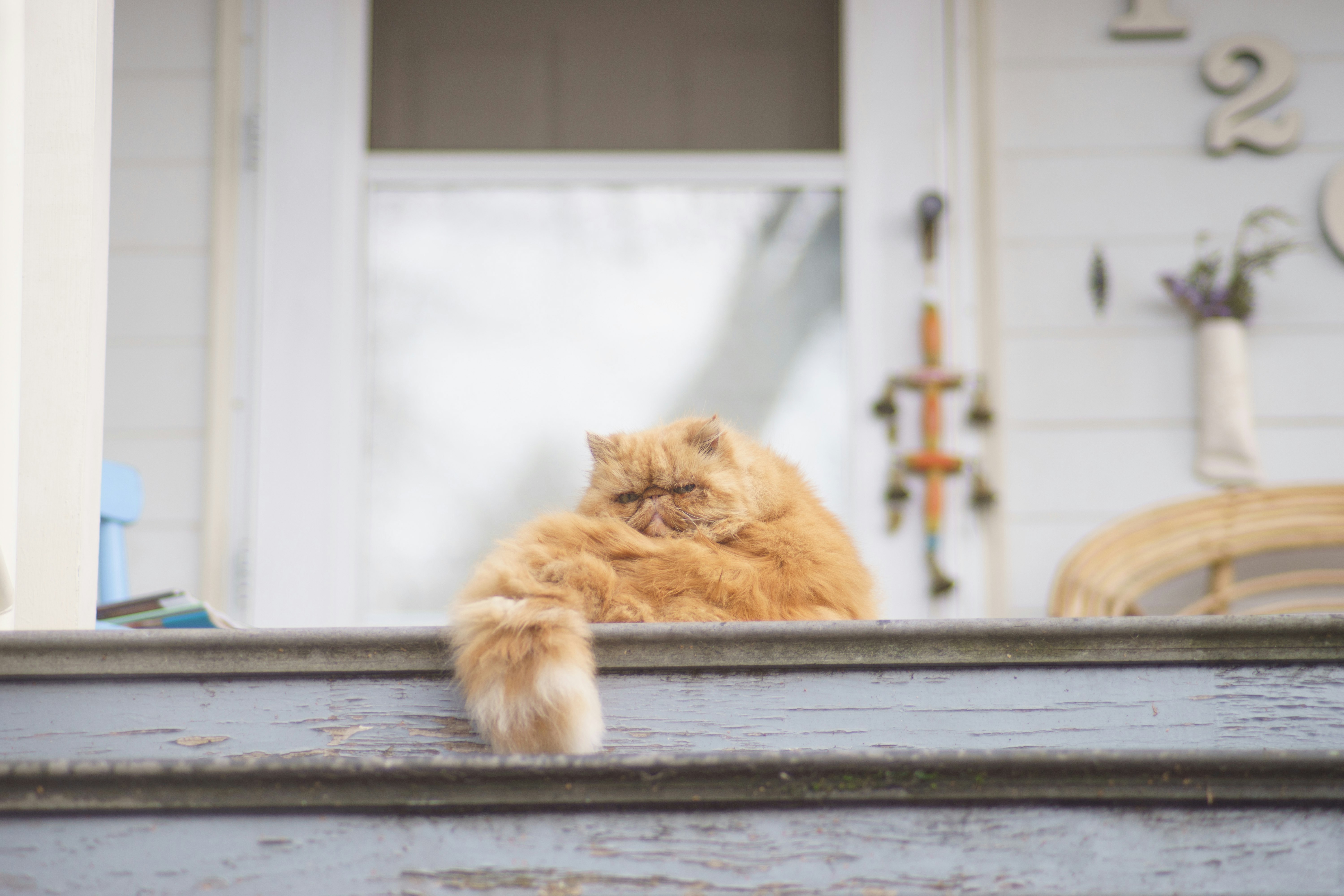 brown tabby cat sitting on gray wooden floor near white house at daytime